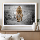 Jaguar Wall Art Canvas Print - Majestic Big Cat in Focused by MyGreatCanvas | Canvas Wall Art Prints | Photo Prints & Wall Decor