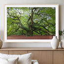 Framed Angel Oak Tree Wall Art - 3-Panel Canvas Prints,