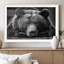 Resting Grizzly 399 Bear Canvas Print | Ready to Hang Wall
