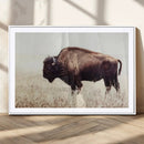 Bison in Field Wall Art Canvas Print For Farmhouse Barn