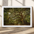 Ancient Angel Oak Tree Art Sunburst Canvas Print-
