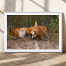 Sleeping Fox Wall Art Canvas Print, Farmhouse Wall Decor and