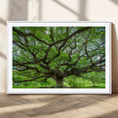 Angel Oak Tree Wall Art Canvas Print – Framed Majestic