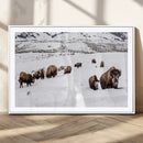 Bison Herd Wall Art Canvas Print – Framed Western Wildlife by MyGreatCanvas | Canvas Wall Art Prints | Photo Prints & Wall Decor
