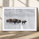Bison Herd Decor Wall Art Canvas Print – Framed Snowy Bison by MyGreatCanvas | Canvas Wall Art Prints | Photo Prints & Wall Decor