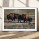 Bison Wall Art Canvas Print – Framed Western Wildlife Art by MyGreatCanvas | Canvas Wall Art Prints | Photo Prints & Wall Decor