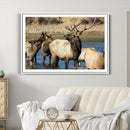 Wild Elk Wall Art Canvas Print – Framed Neutral Wildlife