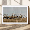 Elk Herd Wall Art Canvas Print – Framed Wildlife Photography