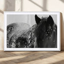 Black Horse in Snow Canvas Print | Winter Horse Wall Art |