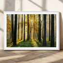 Sunlit Forest Wall Art Canvas Print – Large Framed Woodland