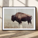 Bison in Field Wall Art Canvas Print For Farmhouse Barn