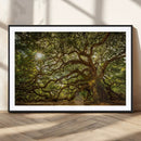 Ancient Angel Oak Tree Art Sunburst Canvas Print-