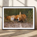 Sleeping Fox Wall Art Canvas Print, Farmhouse Wall Decor and