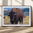 Bison Photography Wall Art Canvas Print – Framed Rustic by MyGreatCanvas | Canvas Wall Art Prints | Photo Prints & Wall Decor
