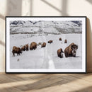 Bison Herd Wall Art Canvas Print – Framed Western Wildlife by MyGreatCanvas | Canvas Wall Art Prints | Photo Prints & Wall Decor
