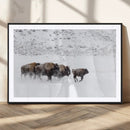 Bison Herd Decor Wall Art Canvas Print – Framed Snowy Bison by MyGreatCanvas | Canvas Wall Art Prints | Photo Prints & Wall Decor
