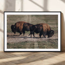 Bison Wall Art Canvas Print – Framed Western Wildlife Art by MyGreatCanvas | Canvas Wall Art Prints | Photo Prints & Wall Decor