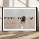 Bison Herd Wall Art Canvas Print – Framed Western Prairie
