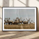 Elk Herd Wall Art Canvas Print – Framed Wildlife Photography
