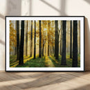 Sunlit Forest Wall Art Canvas Print – Large Framed Woodland