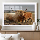 Highland Cow Canvas Wall Art Animal Print for Farm House