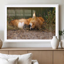 Sleeping Fox Wall Art Canvas Print, Farmhouse Wall Decor and