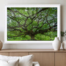 Angel Oak Tree Wall Art Canvas Print – Framed Majestic