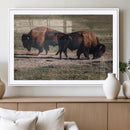 Bison Wall Art Canvas Print – Framed Western Wildlife Modern by MyGreatCanvas | Canvas Wall Art Prints | Photo Prints & Wall Decor
