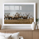 Elk Herd Wall Art Canvas Print – Framed Wildlife Photography