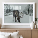 Moose Snow Wall Art Canvas Print – Framed Winter Wildlife