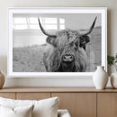 Newfoundland Cow Art Wall Art, Black White Cow Art Wall Art