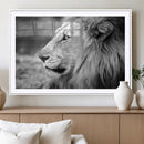 Lion Wall Art Canvas Print – Framed Majestic Wildlife by MyGreatCanvas | Canvas Wall Art Prints | Photo Prints & Wall Decor