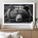 Resting Grizzly 399 Bear Canvas Print | Ready to Hang Wall