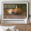 Sleeping Fox Wall Art Canvas Print, Farmhouse Wall Decor and