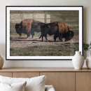 Bison Wall Art Canvas Print – Framed Western Wildlife Modern