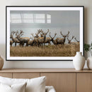 Elk Herd Wall Art Canvas Print – Framed Wildlife Photography