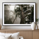 Misty Forest Tall Trees Foggy Atmosphere Nature Serenity by MyGreatCanvas | Canvas Wall Art Prints | Photo Prints & Wall Decor
