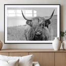 Newfoundland Cow Art Wall Art, Black White Cow Art Wall Art