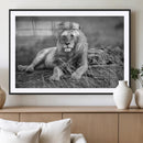 King Forest Lion Wall Art Canvas Print – Framed Majestic by MyGreatCanvas | Canvas Wall Art Prints | Photo Prints & Wall Decor