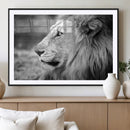 African Lion Wall Art Canvas Print – Majestic Wildlife
