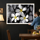 Plumeria Frangipani Black Stone Canvas | White Flower Spa by MyGreatCanvas | Canvas Wall Art Prints | Photo Prints & Wall Decor