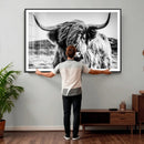 Black and White Scottish Cow Canvas Wall Art Highland Cattle