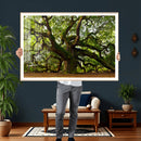 Angel Oak Tree Wall Art Canvas Print | Forest Tree Nature