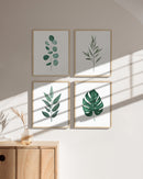 Botanical illustration
