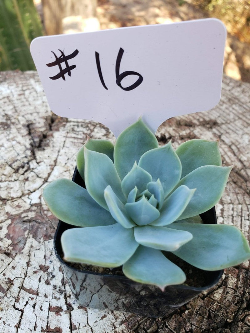 #16 Echeveria Light Green