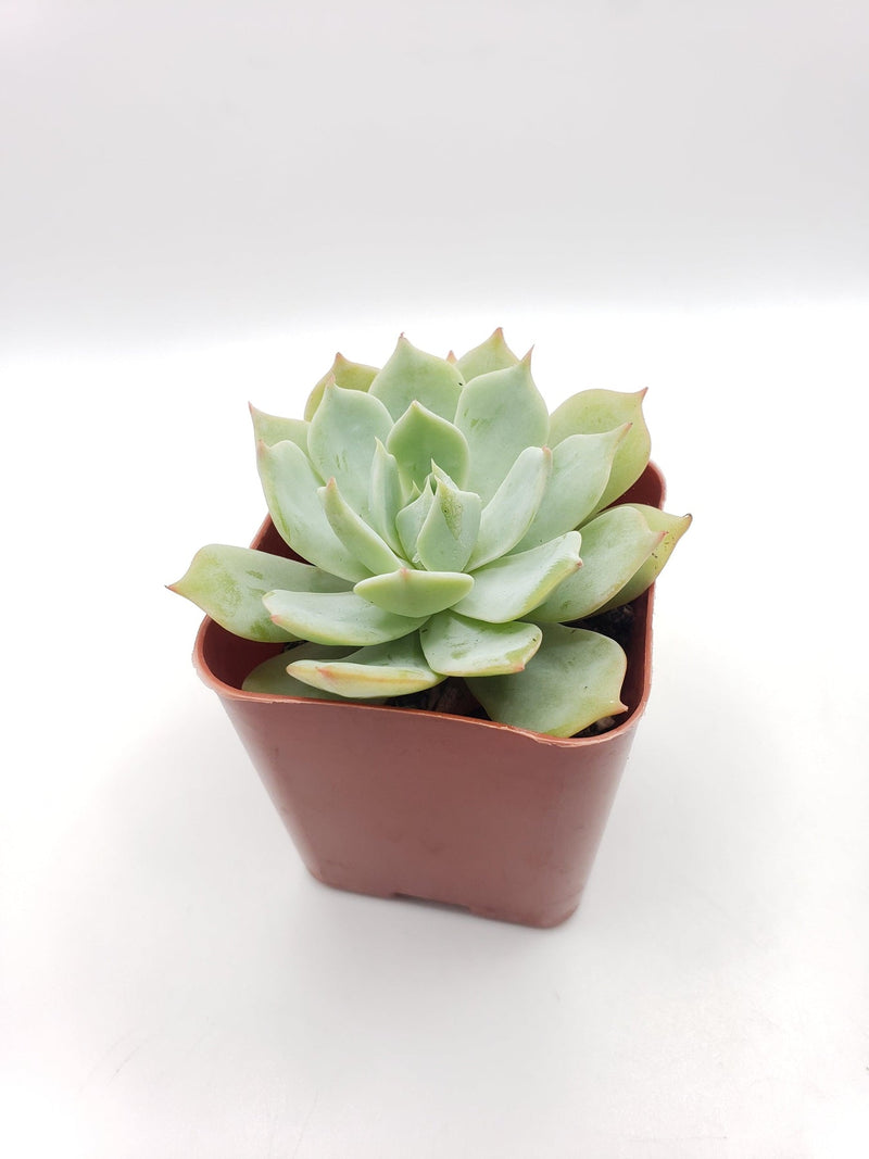 #16 Echeveria Light Green