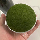 Sample Marimo Moss Balls For Aquarium Multiple Size - Kokedama Japanese Algae Ball by Moss Artistry