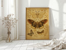 Vintage Moths and Meadow Wings