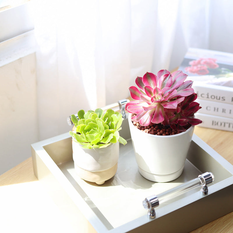 Aeonium Mardi Gras Rosettes