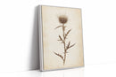 Vintage Thistle Botanical Print – Rustic Western Floral Wall Art